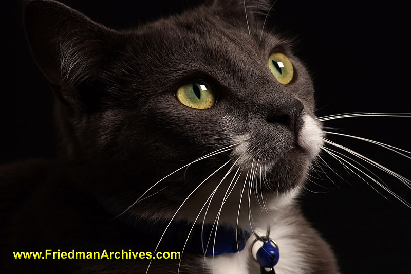 feline,cat,kitty,head,portrait,light,studio,wireless flash,softbox,detail,sharp,full-frame,